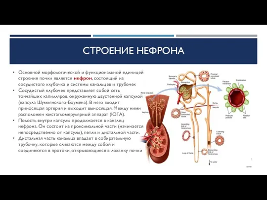 СТРОЕНИЕ НЕФРОНА Основной морфологической и функциональной единицей строения почки является нефрон, состоящий