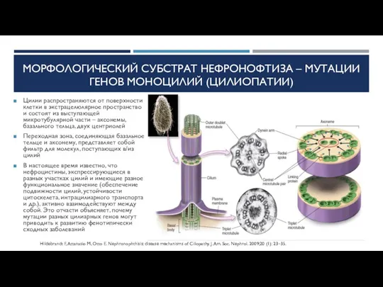 МОРФОЛОГИЧЕСКИЙ СУБСТРАТ НЕФРОНОФТИЗА – МУТАЦИИ ГЕНОВ МОНОЦИЛИЙ (ЦИЛИОПАТИИ) Цилии распространяются от поверхности