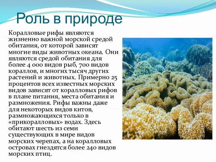 Роль в природе Коралловые рифы являются жизненно важной морской средой обитания, от