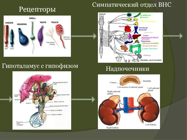 Рецепторы Симпатический отдел ВНС Гипоталамус с гипофизом Надпочечники