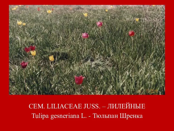 СЕМ. LILIACEAE JUSS. – ЛИЛЕЙНЫЕ Tulipa gesneriana L. - Тюльпан Шренка