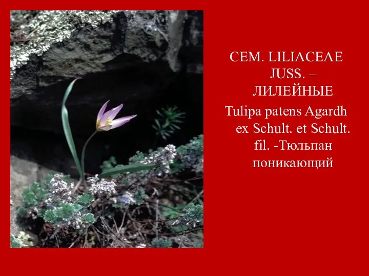 СЕМ. LILIACEAE JUSS. – ЛИЛЕЙНЫЕ Tulipa patens Agardh ex Schult. et Schult. fil. -Тюльпан поникающий