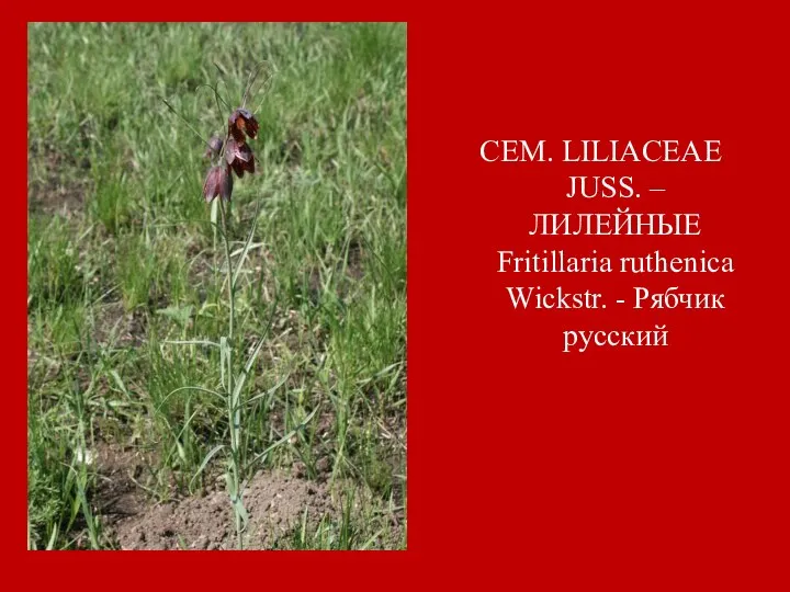 СЕМ. LILIACEAE JUSS. – ЛИЛЕЙНЫЕ Fritillaria ruthenica Wickstr. - Рябчик русский