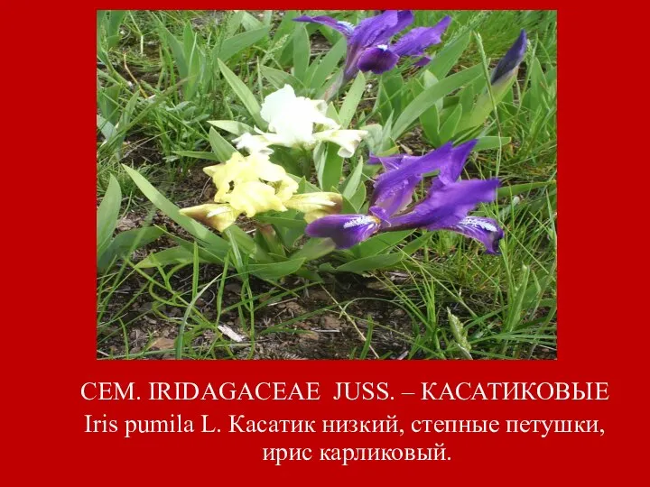 СЕМ. IRIDAGACEAE JUSS. – КАСАТИКОВЫЕ Iris pumila L. Касатик низкий, степные петушки, ирис карликовый.