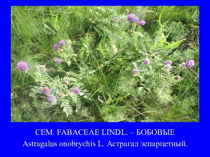 СЕМ. FABACEAE LINDL. – БОБОВЫЕ Astragalus onobrychis L. Астрагал эспарцетный.