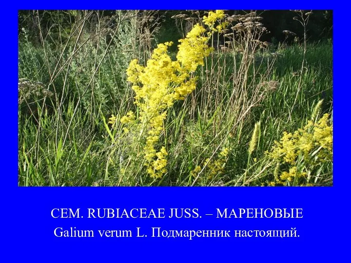 СЕМ. RUBIACEAE JUSS. – МАРЕНОВЫЕ Galium verum L. Подмаренник настоящий.