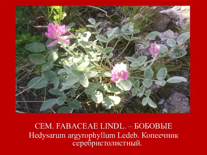 СЕМ. FABACEAE LINDL. – БОБОВЫЕ Hedysarum argyrophyllum Ledeb. Копеечник серебристолистный.