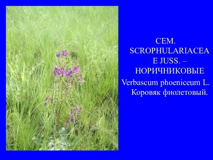 СЕМ. SCROPHULARIACEAE JUSS. – НОРИЧНИКОВЫЕ Verbascum phoeniceum L. Коровяк фиолетовый.