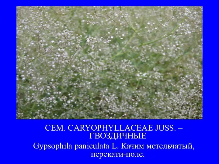 СЕМ. CARYOPHYLLACEAE JUSS. – ГВОЗДИЧНЫЕ Gypsophila paniculata L. Качим метельчатый, перекати-поле.