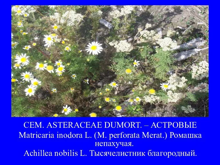 СЕМ. ASTERACEAE DUMORT. – АСТРОВЫЕ Matricaria inodora L. (M. perforata Merat.) Ромашка