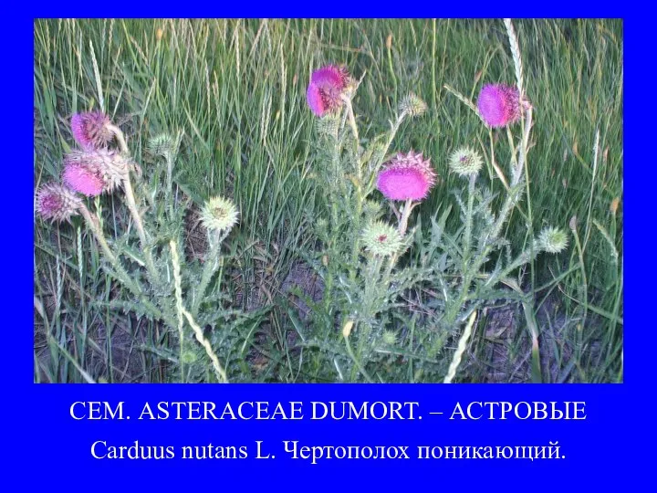 СЕМ. ASTERACEAE DUMORT. – АСТРОВЫЕ Carduus nutans L. Чертополох поникающий.