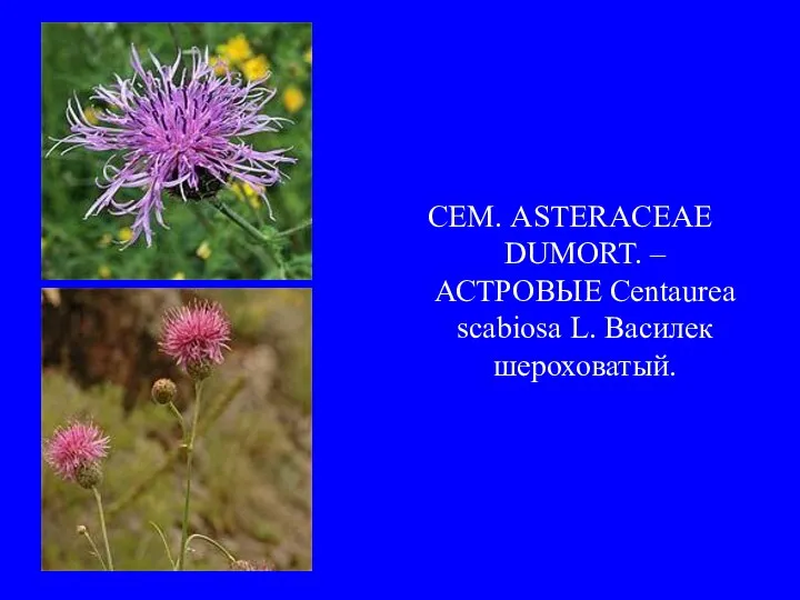 СЕМ. ASTERACEAE DUMORT. – АСТРОВЫЕ Centaurea scabiosa L. Василек шероховатый.