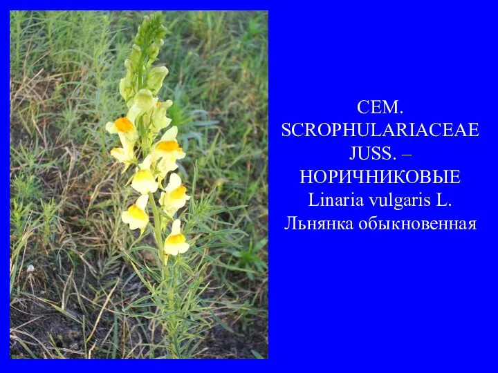 . СЕМ. SCROPHULARIACEAE JUSS. – НОРИЧНИКОВЫЕ Linaria vulgaris L. Льнянка обыкновенная