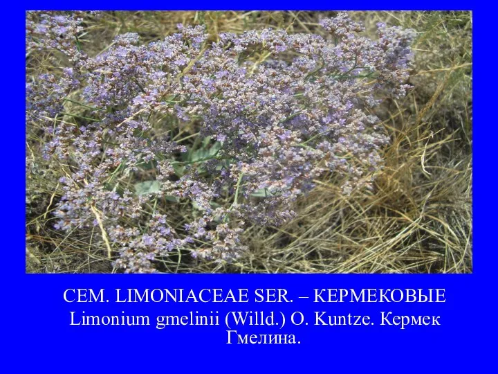 СЕМ. LIMONIACEAE SER. – КЕРМЕКОВЫЕ Limonium gmelinii (Willd.) O. Kuntze. Кермек Гмелина.