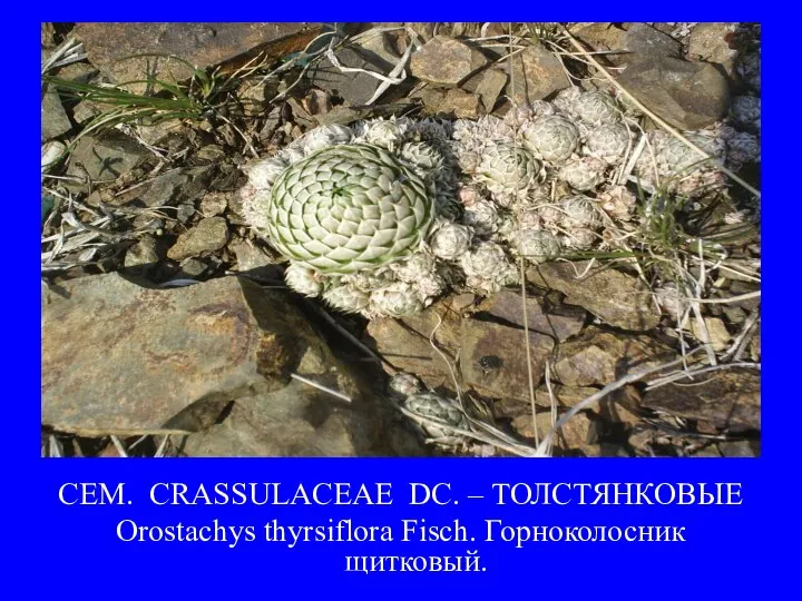 СЕМ. CRASSULACEAE DC. – ТОЛСТЯНКОВЫЕ Orostachys thyrsiflora Fisch. Горноколосник щитковый.