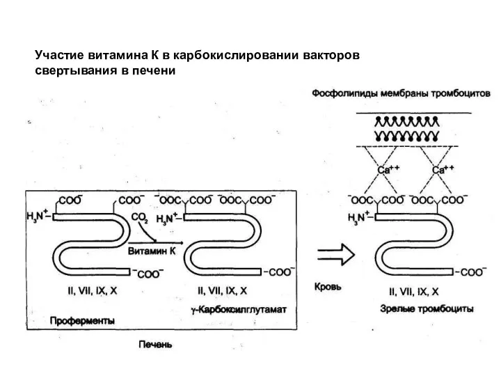 Участие витамина К в карбокислировании вакторов свертывания в печени