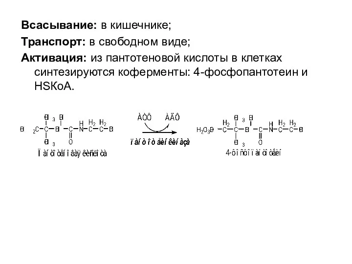Всасывание: в кишечнике; Транспорт: в свободном виде; Активация: из пантотеновой кислоты в