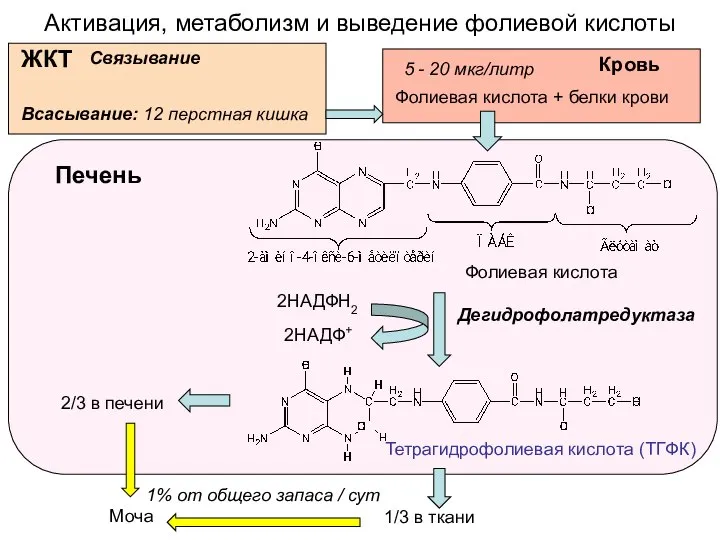 Активация, метаболизм и выведение фолиевой кислоты Тетрагидрофолиевая кислота (ТГФК) Дегидрофолатредуктаза Печень Фолиевая