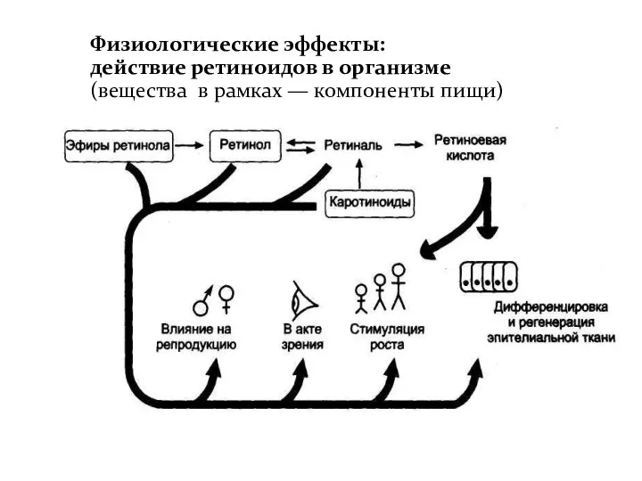 Физиологические эффекты: действие ретиноидов в организме (вещества в рамках — компоненты пищи)