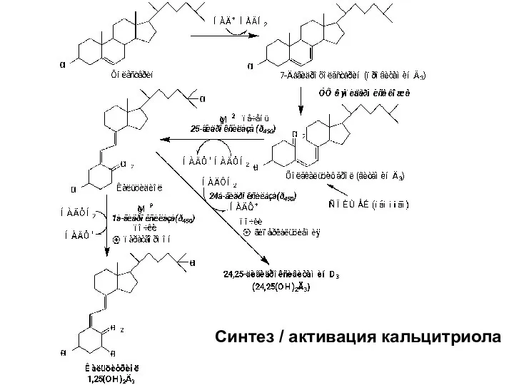 Синтез / активация кальцитриола