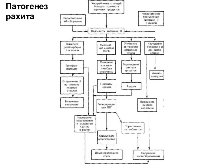 Патогенез рахита