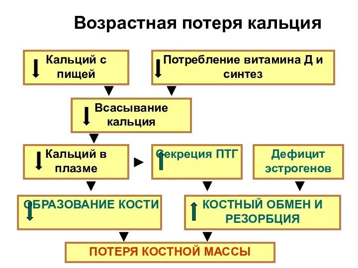 Возрастная потеря кальция Кальций с пищей Потребление витамина Д и синтез Всасывание