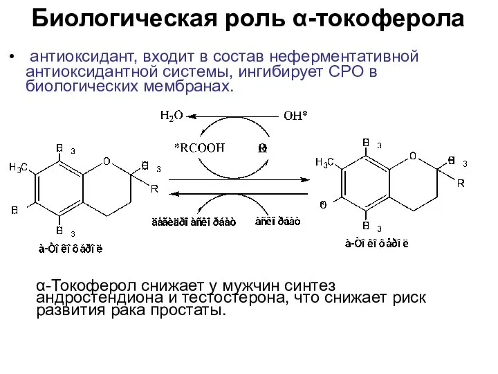 Биологическая роль α-токоферола антиоксидант, входит в состав неферментативной антиоксидантной системы, ингибирует СРО