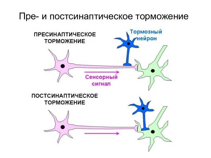 Пре- и постсинаптическое торможение