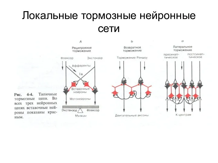 Локальные тормозные нейронные сети