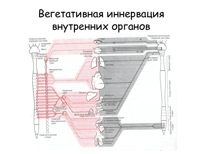 Вегетативная иннервация внутренних органов