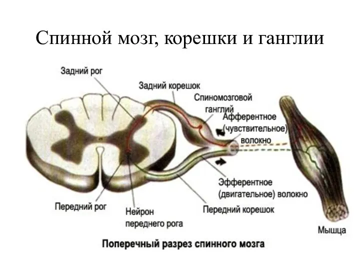 Спинной мозг, корешки и ганглии