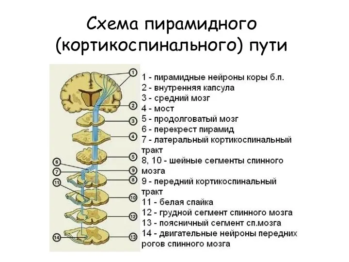 Схема пирамидного (кортикоспинального) пути