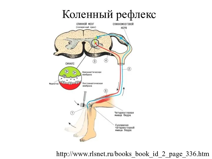 Коленный рефлекс http://www.rlsnet.ru/books_book_id_2_page_336.htm