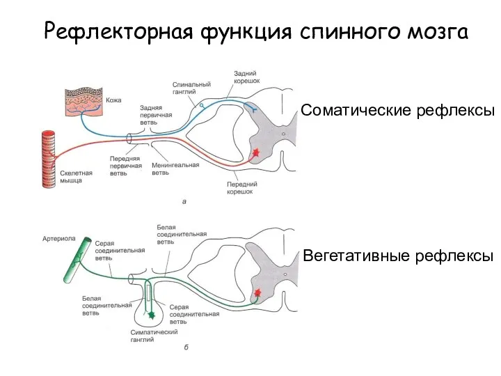Рефлекторная функция спинного мозга Соматические рефлексы Вегетативные рефлексы
