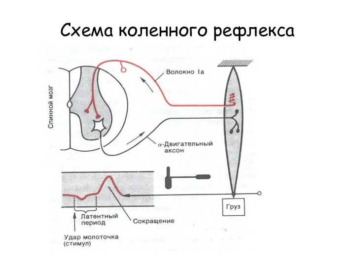 Схема коленного рефлекса