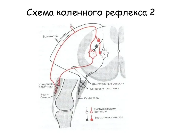 Схема коленного рефлекса 2