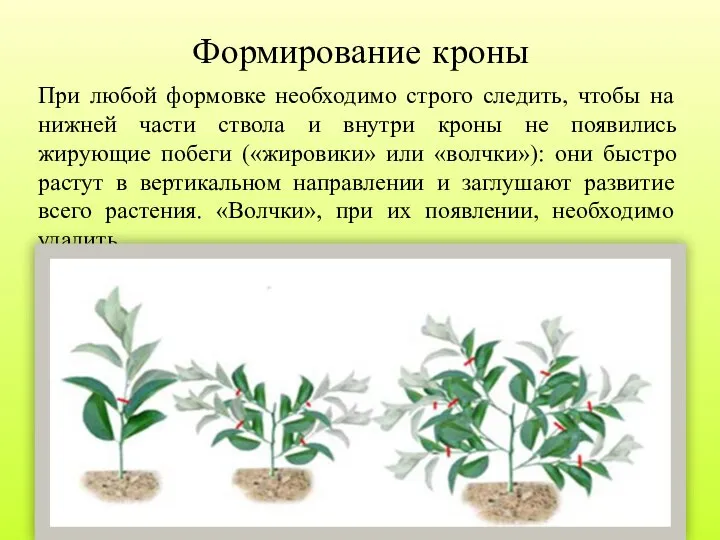 Формирование кроны При любой формовке необходимо строго следить, чтобы на нижней части