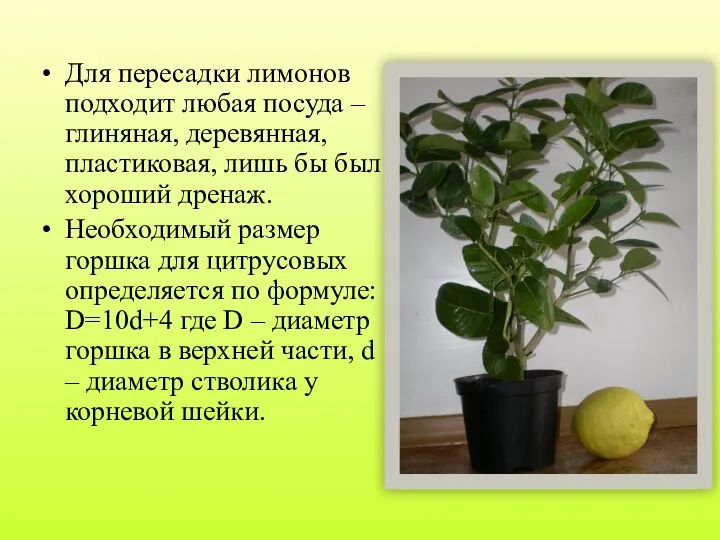 Для пересадки лимонов подходит любая посуда – глиняная, деревянная, пластиковая, лишь бы