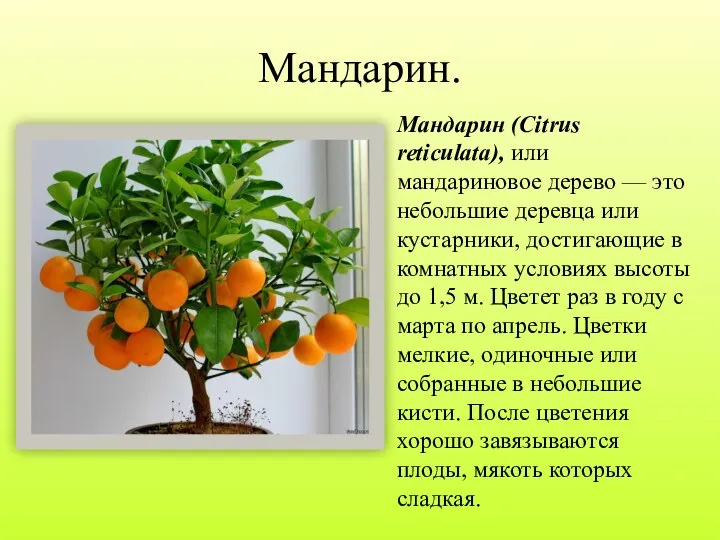 Мандарин. Мандарин (Citrus reticulata), или мандариновое дерево — это небольшие деревца или