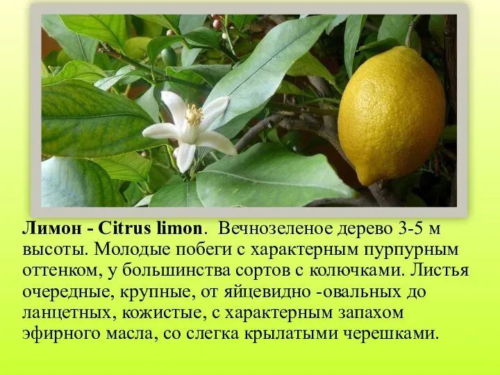 Лимон - Citrus limon. Вечнозеленое дерево 3-5 м высоты. Молодые побеги с