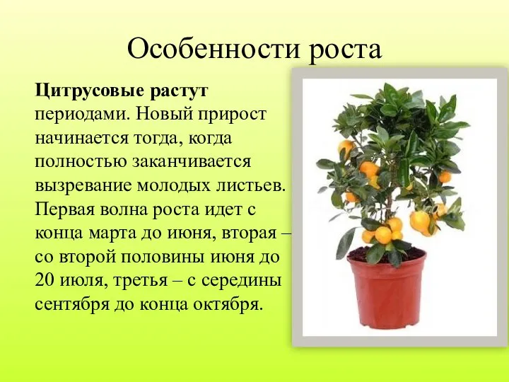 Особенности роста Цитрусовые растут периодами. Новый прирост начинается тогда, когда полностью заканчивается