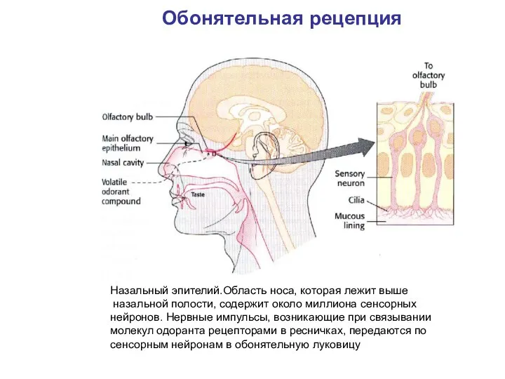 Назальный эпителий.Область носа, которая лежит выше назальной полости, содержит около миллиона сенсорных