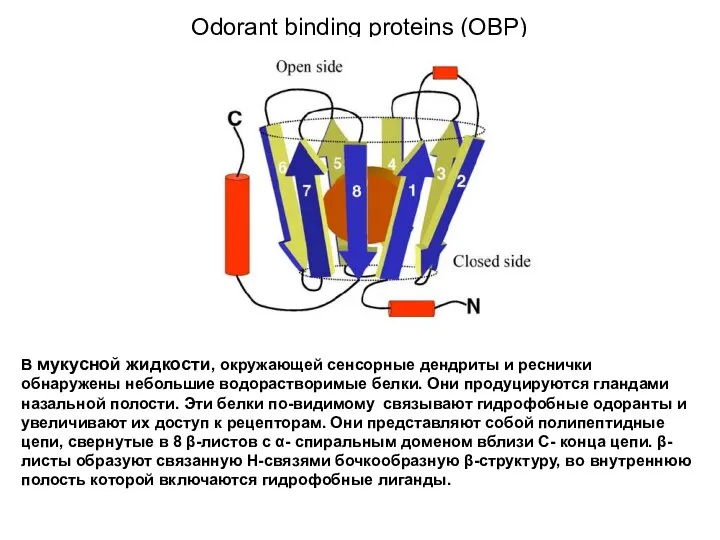 Odorant binding proteins (OBP) В мукусной жидкости, окружающей сенсорные дендриты и реснички