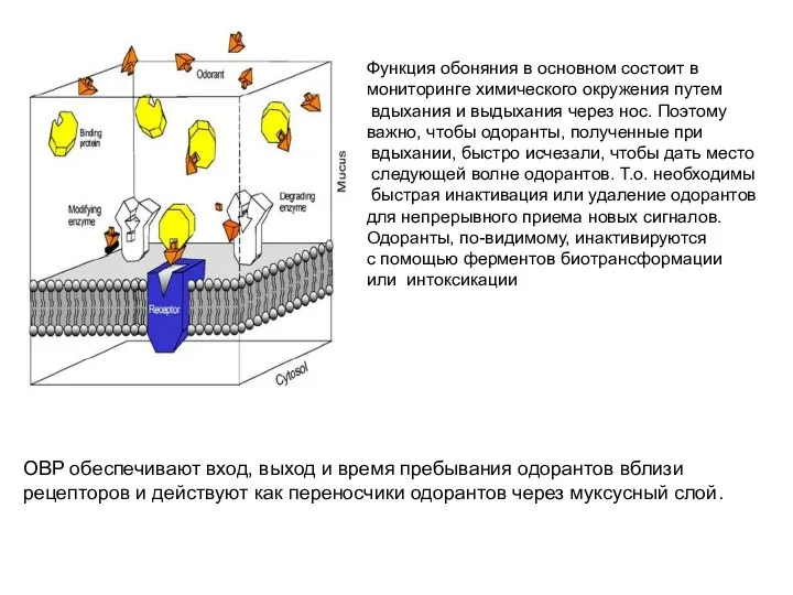 OBP обеспечивают вход, выход и время пребывания одорантов вблизи рецепторов и действуют