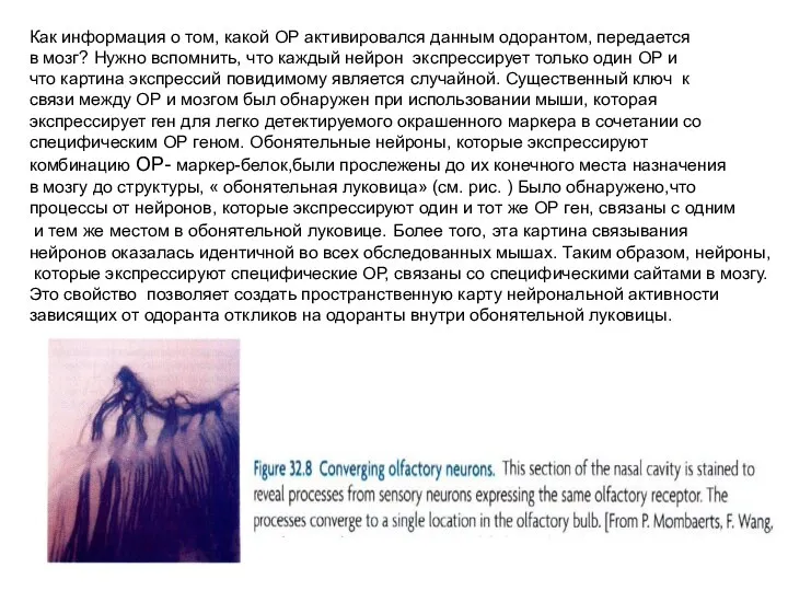 Как информация о том, какой ОР активировался данным одорантом, передается в мозг?