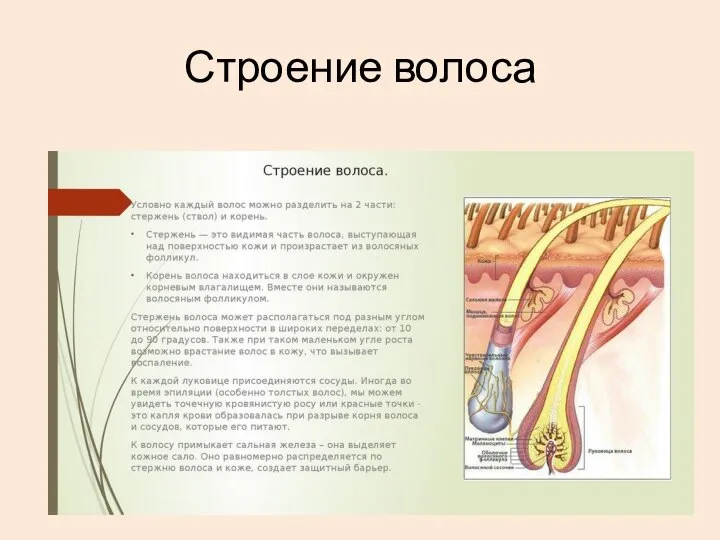 Строение волоса