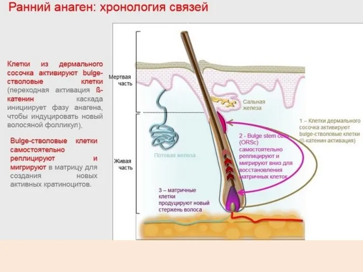 Хронология связей