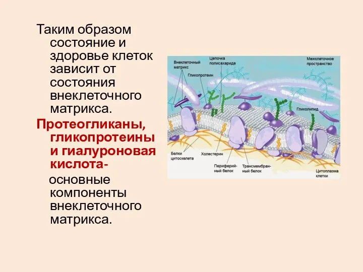 Таким образом состояние и здоровье клеток зависит от состояния внеклеточного матрикса. Протеогликаны,