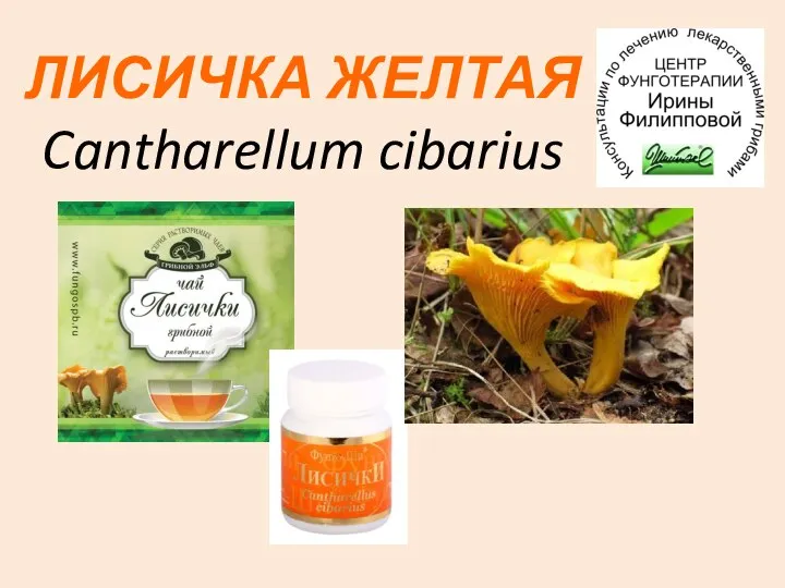ЛИСИЧКА ЖЕЛТАЯ Cantharellum cibarius