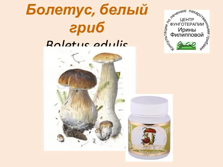 Болетус, белый гриб Boletus edulis